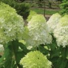Hydrangeas Limelight Extremely Durables Long Live Plant 610" Quart Pot Indoor Outdoor Garden
