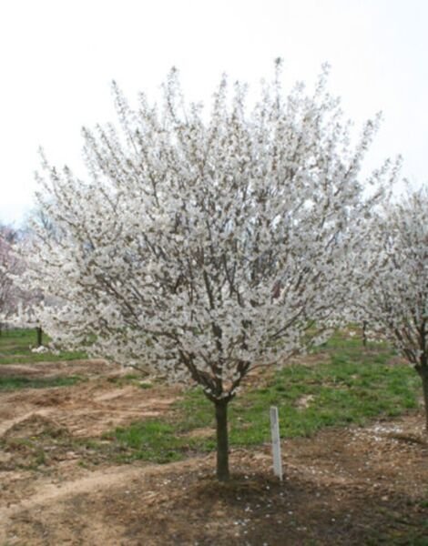 Cherry Snowgose Deciduous Suitable Treewith Shapely Oval Form Flowering 2.5" Pot Indoor Outdoor Gard