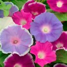 Pinwheel Organic Glory Morning Blend Heart Shaped Leaves 25 Seed Indoor Outdoor Garden