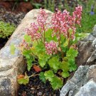 Heucheras Pulchellas Miniatures Sandia Mountain Coral Bells Live 2.5" Pot Indoor Outdoor Garden