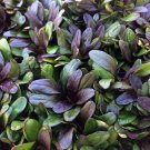 Ajuga Multicolor Carpet Reptans Underground Runners S Live Plant 2.5" Pot Indoor Outdoor Garden