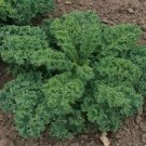 Kale Organic Curled Blue Dwarf Botanical Interests Brassica Oleracea 1 Gram Seed Indoor Outdoor Gard