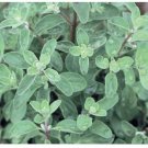 Sweet Marjoram Organics Botanical Interests Having A Hint Of Balsam 300 Mg Seeds Indoor Outdoor Gard