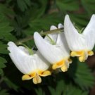 Dutchman'S Systems Root Wild Flowers Delicate Foliage S 5 Breeches Bulb Indoor Outdoor Garden