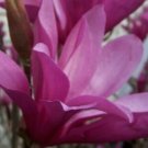 Magnolias Anns Deciduous Shrub Desired Shapes Excellent Specimen Tree Gallon Pot Indoor Outdoor Gard