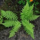 Athyriun Ladys Filix Fern Femina Lacys Native Bright Leaves 5 Rhizomes Indoor Outdoor Garden