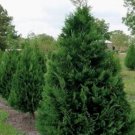 Leyland Cypress Murray Tree S Live 25 Well Rooted Plant 2.5" Pot Indoor Outdoor Garden