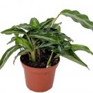 Calathea Prayer Mini Tropical Gay Feathers Live Plant 2.5" Pot Indoor Outdoor Garden Calathea Prayer Mini Tropical Gay Feathers Live Plant 2.5" Pot Indoor Outdoor Garden