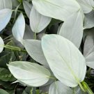 Hastatums Silver Rares Philodendrons Swords Live Plant 4" Hanging Basket Indoor Outdoor Garden Hastatums Silver Rares Philodendrons Swords Live Plant 4" Hanging Basket Indoor Outdoor Garden