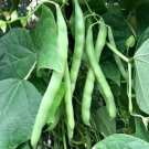 Bean Lakes Blue Poles White Seeded Mosaics Resistant Heavy Yields 60 Grams Seeds Indoor Outdoor Gard Bean Lakes Blue Poles White Seeded Mosaics Resistant Heavy Yields 60 Grams Seeds Indoor Outdoor Gard