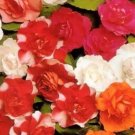 Carousel Fullys Double Many Miniature Flowereds Impatiens Double 20 Seeds Indoor Outdoor Garden