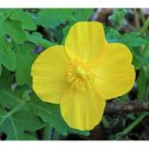 Stylophorum Celandine Small Clusters Popy Petaled Yellow Flower Eiphyllym 5 Bulb Indoor Outdoor Gard