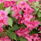 Pink Weigelas Ornamentals Olds Fashions Deciduous Shrub Live Plant 4" Pot Indoor Outdoor Garden Pink Weigelas Ornamentals Olds Fashions Deciduous Shrub Live Plant 4" Pot Indoor Outdoor Garden