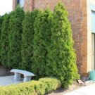 Arborvitae Emerald Occidentali Thuja Green Clasic Pyramidal Form 2.5" Pot Indoor Outdoor Garden