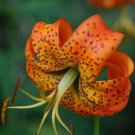 Lilys Turk'S Caps Unique Petals That Are Orange With Browns Spots 20 Bulbs Roots Indoor Outdoor Gard