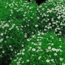 Subulatas Moss Irishs Saginas Groundcover S Live Plant 2.5" Pot Indoor Outdoor Garden