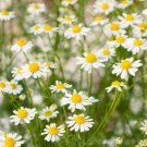 Chamomile Germans Be Dried For Florals Arrangements 500 Mg Seeds Indoor Outdoor Garden