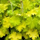 Heuchera Coral Lemon Bels Vigorous Large Flowered Live Plant Gallon Pot Indoor Outdoor Garden Heuchera Coral Lemon Bels Vigorous Large Flowered Live Plant Gallon Pot Indoor Outdoor Garden