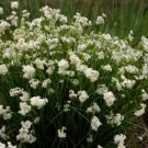 Aquatic Woodrush Snowy Rather Delightful Tufted Grass Luzula Nivea 50 Seeds Indoor Outdoor Garden