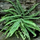 Platyneuron Maidenhair Asplenium Spleenwort In Tufts On Rocks 5 Rhizomes Indoor Outdoor Garden