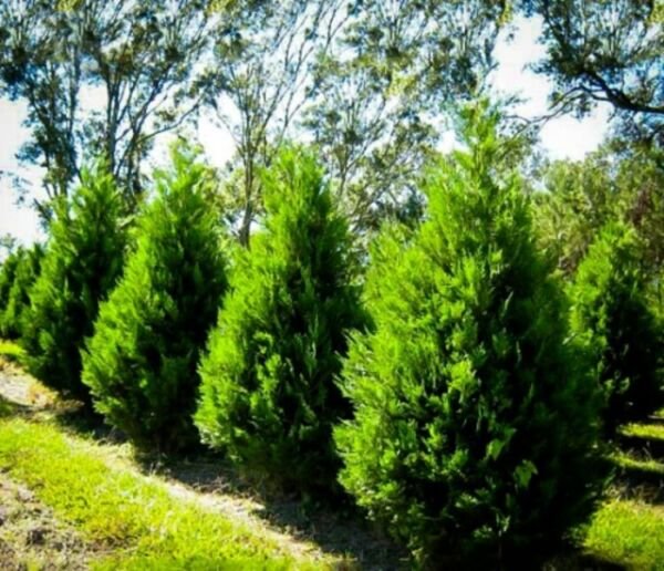 Cypress Rapid Growths Slender Shape Leyland Live 10 &Icirc;&curren;rees 25" Inch Pot Indoor Outdoor Garden