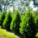 Cypress Rapid Growths Slender Shape Leyland Live 10 Τrees 25" Inch Pot Indoor Outdoor Garden
