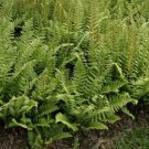 Acrostichoides Xmas Stays Green When Other Ferns Looses There Leaves 20 Rhizomes Indoor Outdoor Gard