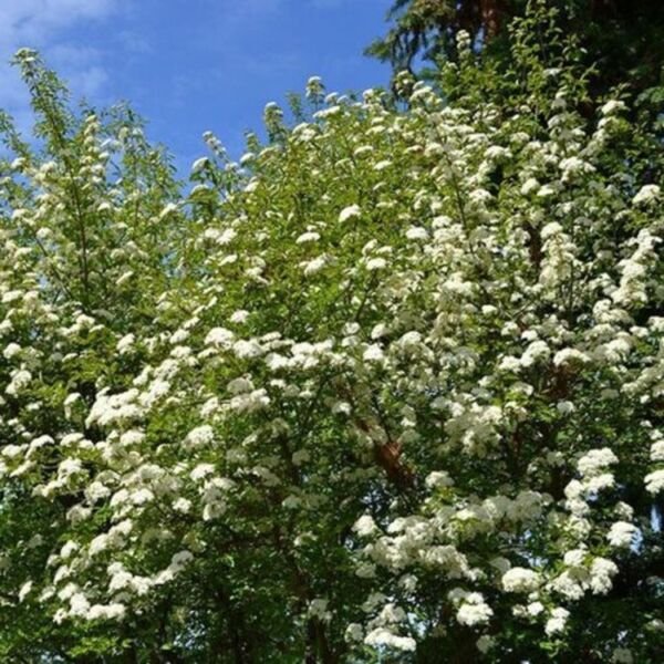 Blackhaw Prunifolium Viburnums Rounded Upright Growth 612" Tall In A 4