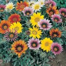 Gazanias Treasures Brights Blooms Talants Flowers Sil White Foliage 20 Seeds Indoor Outdoor Garden