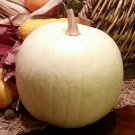 Pumpkins Candys Versatiles In Their Uses For Cooking Cotton Large Melon 10 Seeds Indoor Outdoor Gard