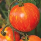 Tomato Zebra Red Great Tastes Rich In Vitamins Antioxidants 15 Seeds Indoor Outdoor Garden