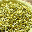 Bean Mung Prouting Fresh Flavor Crispnes Oriental Dishe 4 Ounces Seed Indoor Outdoor Garden