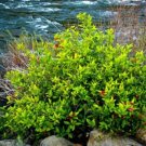 Melissifolia Bush Spice Berry Short Stalked Lindera S Live Plant Quart Pot Indoor Outdoor Garden