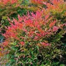 Domestica Gulf Shrub Nandina Beautiful Foliage Plants That Is Colorful Quart Pot Indoor Outdoor Gard