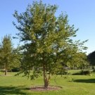 Stems Birch Single Betulanigras Tree Grow Naturally Along Rivers Banks Quart Pot Indoor Outdoor Gard Stems Birch Single Betulanigras Tree Grow Naturally Along Rivers Banks Quart Pot Indoor Outdoor Gard