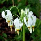 Star Shooting Perenial Showy Native Plant Can Be Found In Woodlands 5 Bulb Roots Indoor Outdoor Gard Star Shooting Perenial Showy Native Plant Can Be Found In Woodlands 5 Bulb Roots Indoor Outdoor Gard