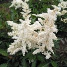Astilbe False Deutschland Chinensi Spirea Live Plant Quart Pot Indoor Outdoor Garden Astilbe False Deutschland Chinensi Spirea Live Plant Quart Pot Indoor Outdoor Garden