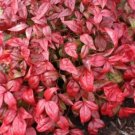 Firepower Nandinas Dwarf Compact Evergreen Shrub 10 S Live Plants 2.5" Pot Indoor Outdoor Garden Firepower Nandinas Dwarf Compact Evergreen Shrub 10 S Live Plants 2.5" Pot Indoor Outdoor Garden