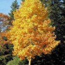 Liriodendrontulipifera Outline Of Its Leaves Or Its Cup Shaped Flowers Quart Pot Indoor Outdoor Gard