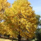 Biloba Ginkgo Maidenhair Unusually Shaped Leaves Almond Taste Live Tree Indoor Outdoor Garden