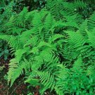 Clumps Dennstaedtia Punctilobula Woodland 5 Fresh Mown Hay Scented Fern Rhizomes Indoor Outdoor Gard