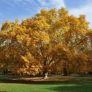 Sycamore Occidentalis Americans Platanus Rapid Growth And Immense Size Quart Pot Indoor Outdoor Gard