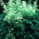 Aruncus Goatsbeard Shade Woodland Astilbes Bold Display 30 Seed Indoor Outdoor Garden