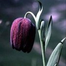 Fritillaria Tubaeformis Rare Cultivation Tube Lilys Checkered 10 Seeds Indoor Outdoor Garden
