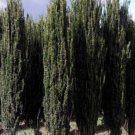 Holly Great Choice Tall Slenders Narrow Grower 2 Pencil Sky 2.5" Pot Indoor Outdoor Garden