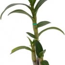 Orchids Assorteds Colors Dendrobiums Live Plant 4" Pot Indoor Outdoor Garden