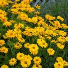 Sunflower Ηelianthoides Heliopsis Summer Orange Sun S Live Plant Quart Pot Indoor Outdoor Garden