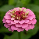Zinnia Excellent Single Double Pink Mauve Light Purple Blooms 10 Seed Indoor Outdoor Garden
