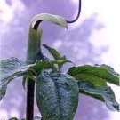 Arisaema Jack The Pulpit Himalayans Green Leaves Near The Top Tortuosum 10 Seeds Indoor Outdoor Gard