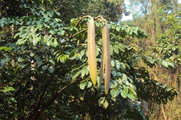 Oroxylum Midnight Indicums Ornamental Tree Tropical Grow As A Patio 5 Seeds Rare Indoor Outdoor Gard